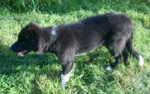 Merlin20110914Kamerun 050.jpg